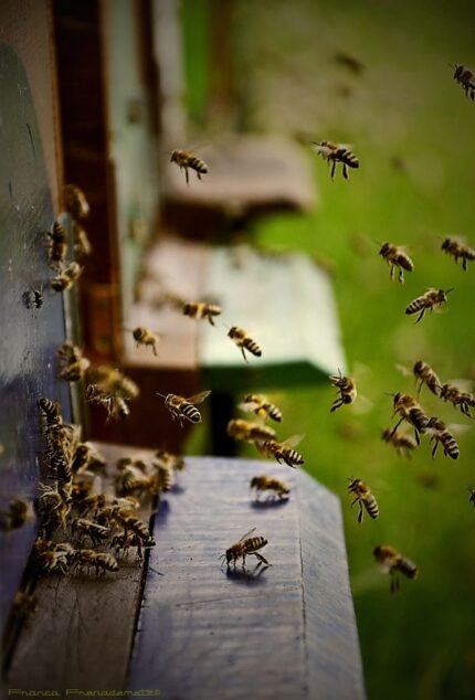 عسل به عنوان اکسیر جوانی در فرهنگ‌های مختلف